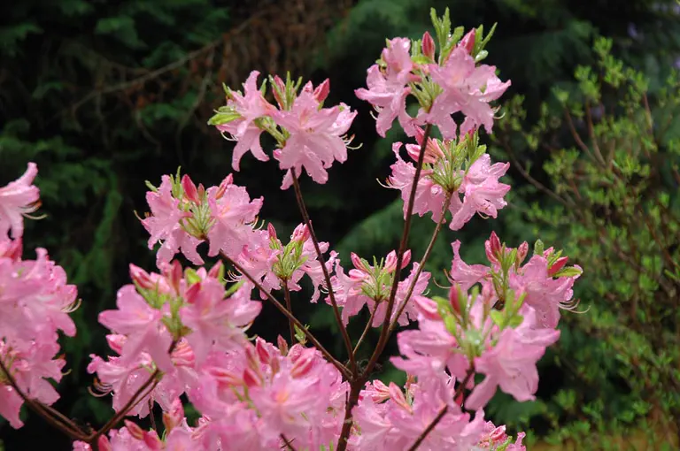 Photo of R. prinophyllum 'Marie Hoffman', Deciduous Azalea Species Selection