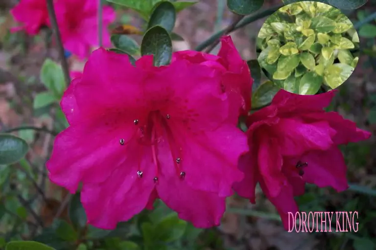 Photo of R. 'Dorothy King', Evergreen Azalea Hybrid