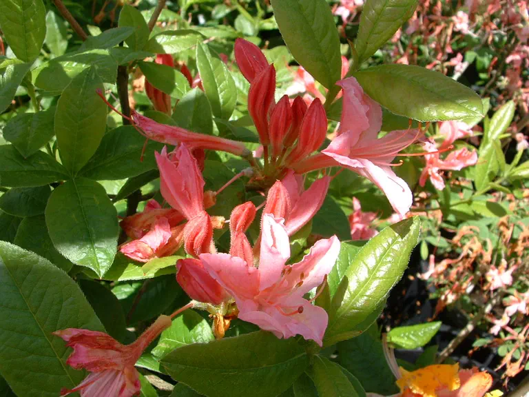 Photo of R. 'Torridon', Deciduous Azalea Hybrid