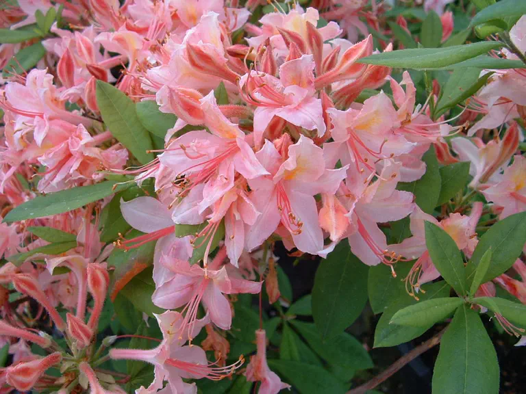 Photo of R. 'Tower Dexter', Deciduous Azalea Hybrid