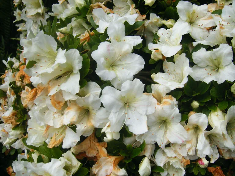 Photo of R. eriocarpum 'Album Giganteum', Evergreen Azalea Species Selection