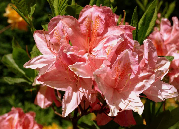 Photo of R. molle ssp japonicum 'Comte de Gomer', Deciduous Azalea Species Selection