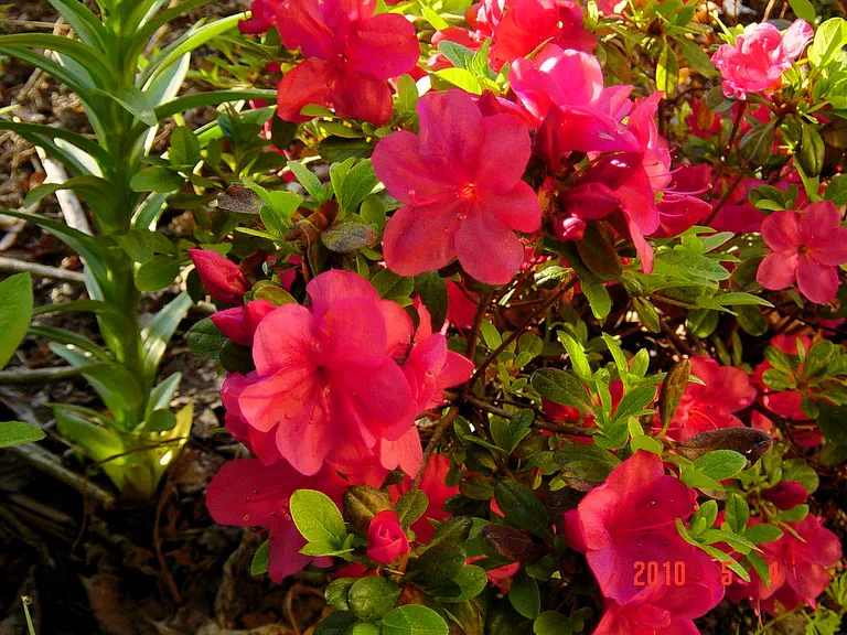 Photo of R. 'Hahn's Red', Evergreen Azalea Hybrid