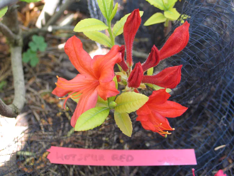 Photo of R. 'Hotspur Red', Deciduous Azalea Hybrid