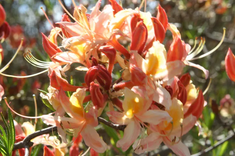 Photo of R. 'Croceum Tricolor', Deciduous Azalea Hybrid