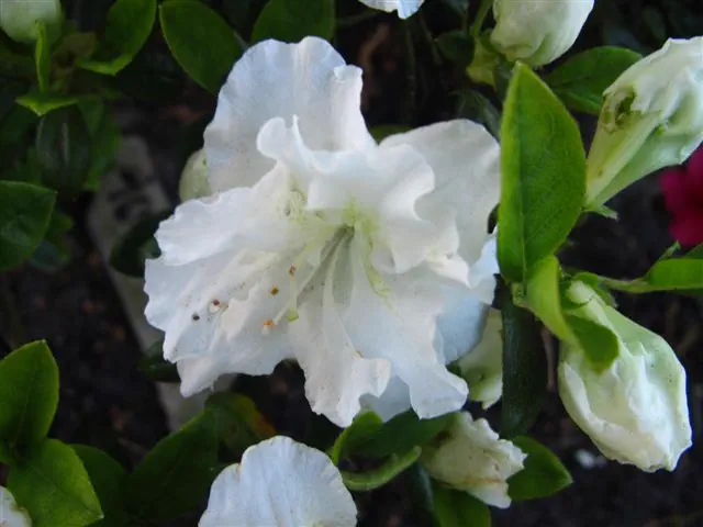 Photo of R. 'Eisprinzessin', Evergreen Azalea Hybrid