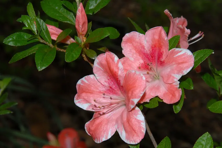 Photo of R. 'Dick West', Evergreen Azalea Hybrid