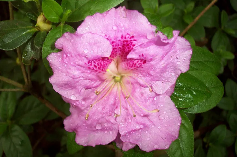 Photo of R. 'Tissie', Evergreen Azalea Hybrid