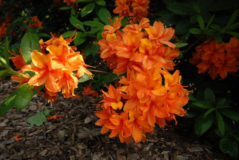 Photo of R. 'Redshank', Deciduous Azalea Hybrid