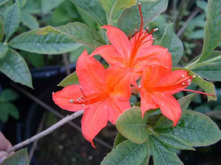 Photo of R. cumberlandense 'Sunlight', Deciduous Azalea Species Selection