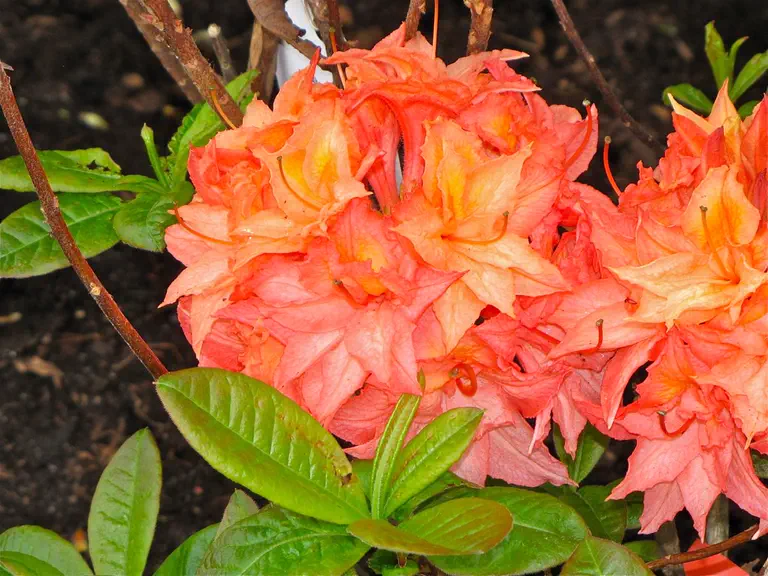 Photo of R. 'Arista', Deciduous Azalea Hybrid