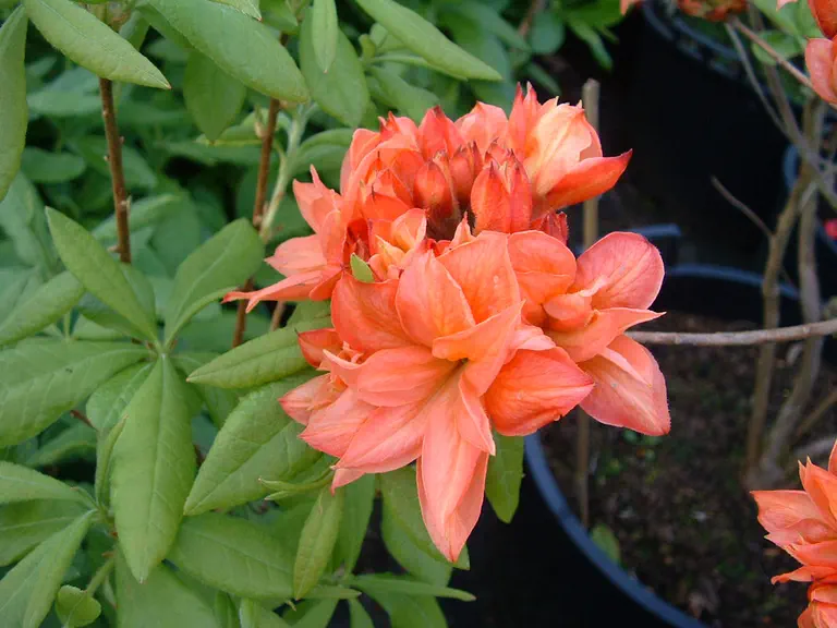 Photo of R. 'Gena Mae', Deciduous Azalea Hybrid