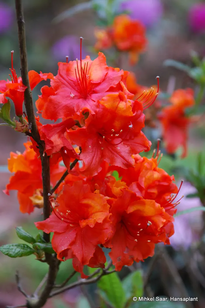 Photo of R. 'Giant Fireglow', Deciduous Azalea Hybrid