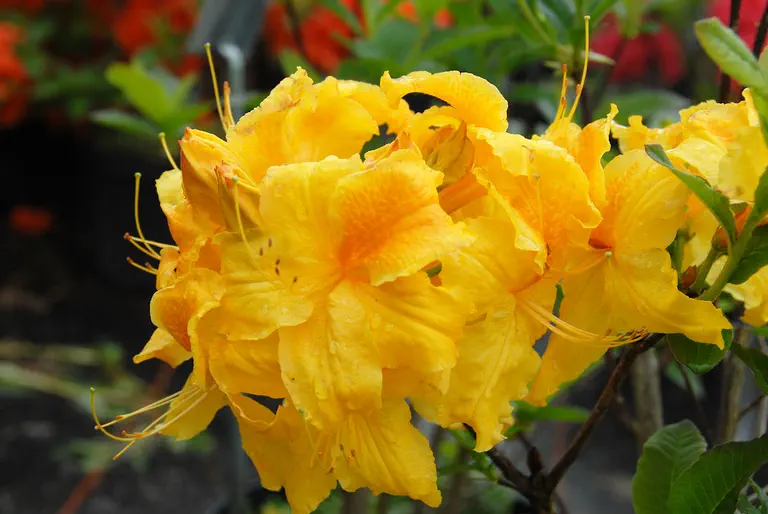 Photo of R. 'Goldpracht', Deciduous Azalea Hybrid