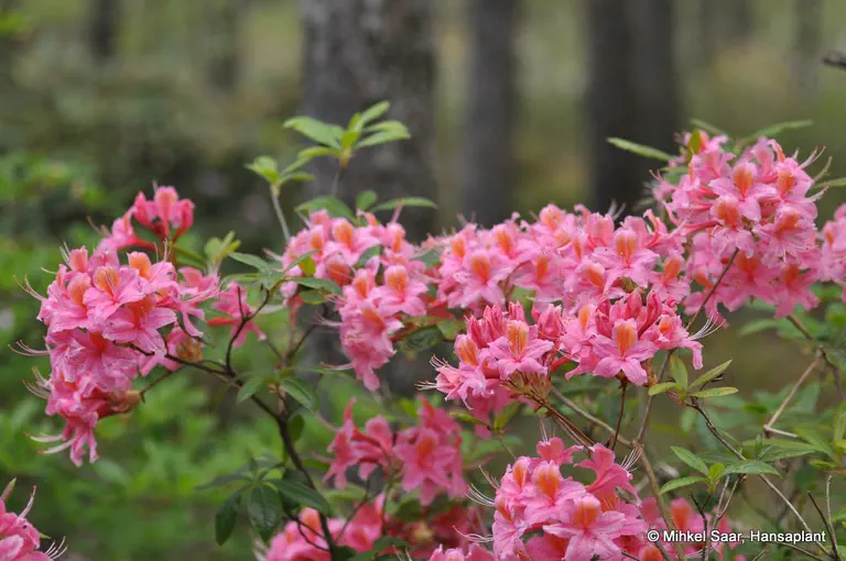 Photo of R. 'Il Tasso', Deciduous Azalea Hybrid