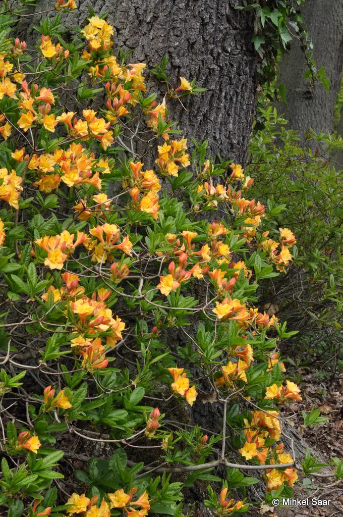 Photo of R. 'Imago', Deciduous Azalea Hybrid