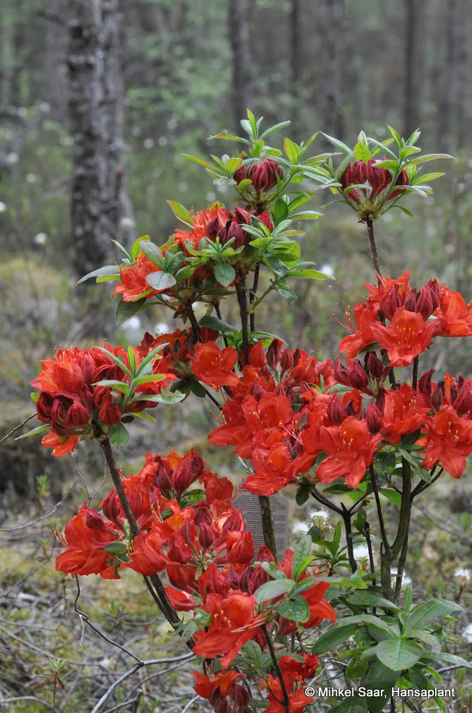 Photo of R. 'Doloroso', Deciduous Azalea Hybrid