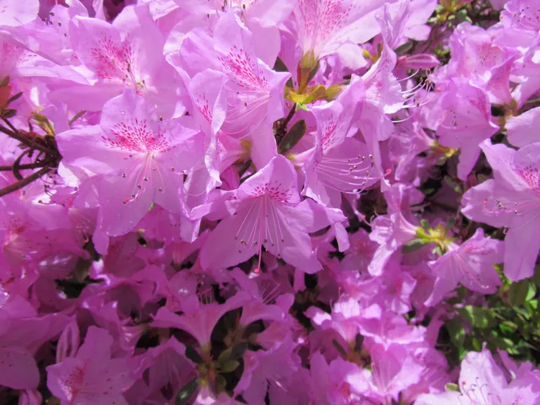 Photo of R. 'Ledikanense', Evergreen Azalea Hybrid