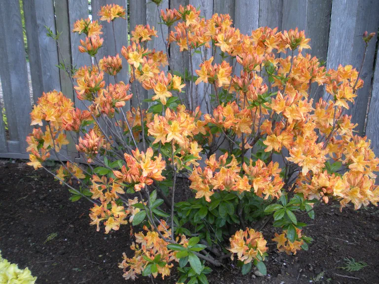 Photo of R. 'Northern Lights Group', Deciduous Azalea Hybrid