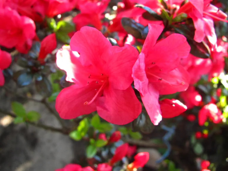 Photo of R. 'Hachmann's Rosalind', Evergreen Azalea Hybrid