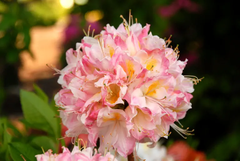 Photo of R. 'Hachmann's Satomi', Deciduous Azalea Hybrid