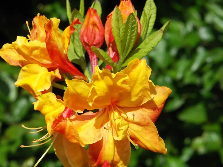Photo of R. 'Sunte Nectarine', Deciduous Azalea Hybrid