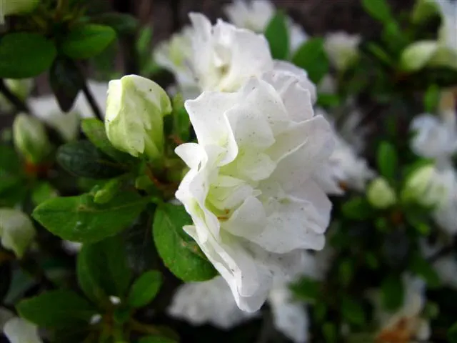 Photo of R. 'Schneeperle', Evergreen Azalea Hybrid