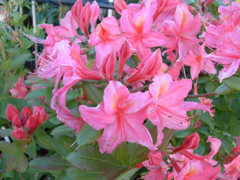 Photo of R. 'Jolie Madame', Deciduous Azalea Hybrid