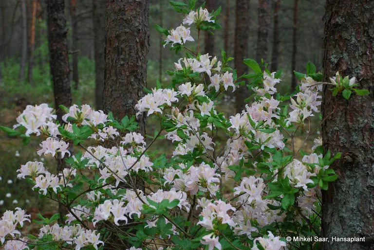 Photo of R. 'Rigense', Deciduous Azalea Hybrid