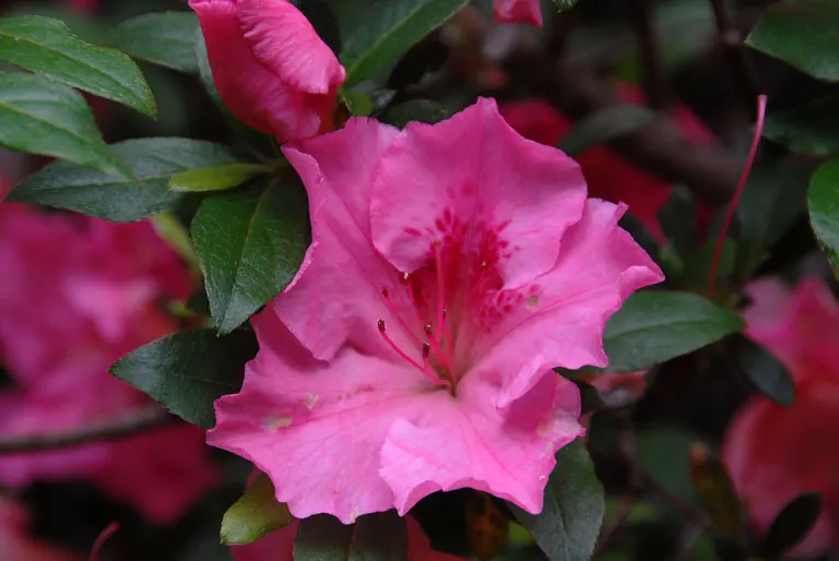 Photo of R. 'Eliza Scott', Evergreen Azalea Hybrid