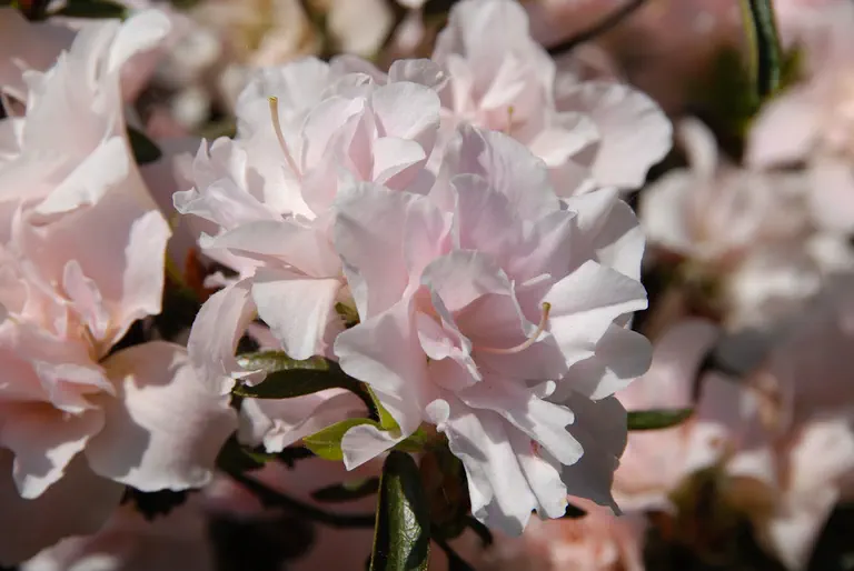 Photo of R. 'Eliza Hyatt', Evergreen Azalea Hybrid