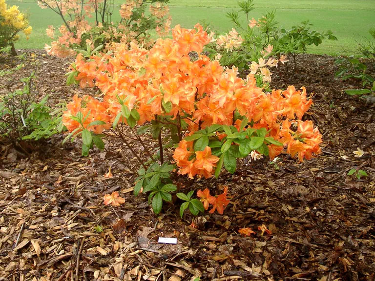 Photo of R. nakaharae 'Exbury Orange', Azalea Species Selection