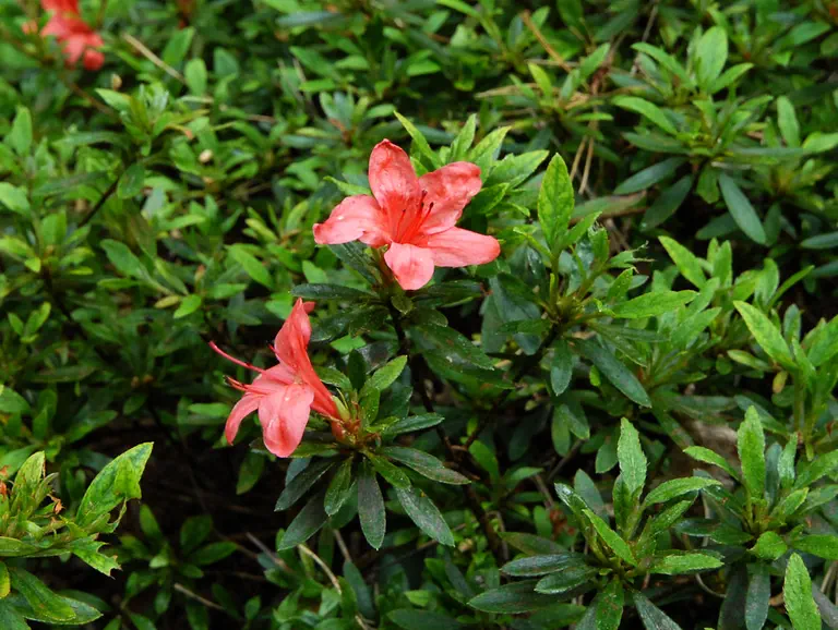 Photo of R. 'Kokin-shita', Evergreen Azalea Hybrid