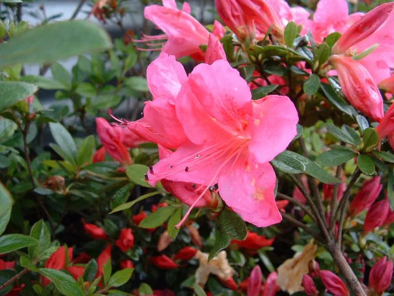 Photo of R. 'Wombat', Evergreen Azalea Hybrid