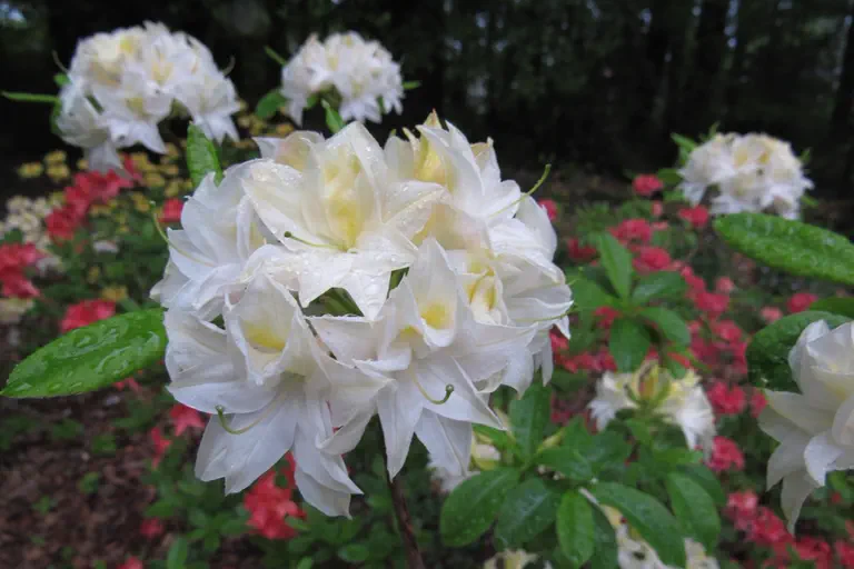 Photo of R. 'Mécčne', Deciduous Azalea Hybrid