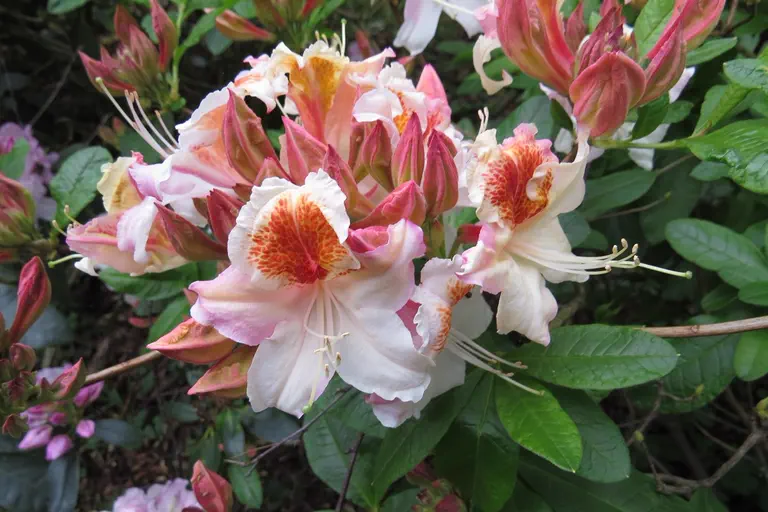 Photo of R. 'Jock Brydon', Deciduous Azalea Hybrid