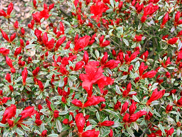 Photo of R. 'Hot Shot Variegated', Evergreen Azalea Hybrid
