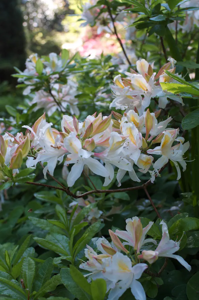 Photo of R. 'Delicatissimum', Deciduous Azalea Hybrid