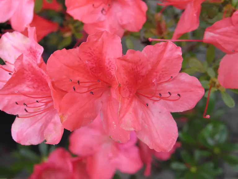 Photo of R. 'Macrostemon', Evergreen Azalea Hybrid