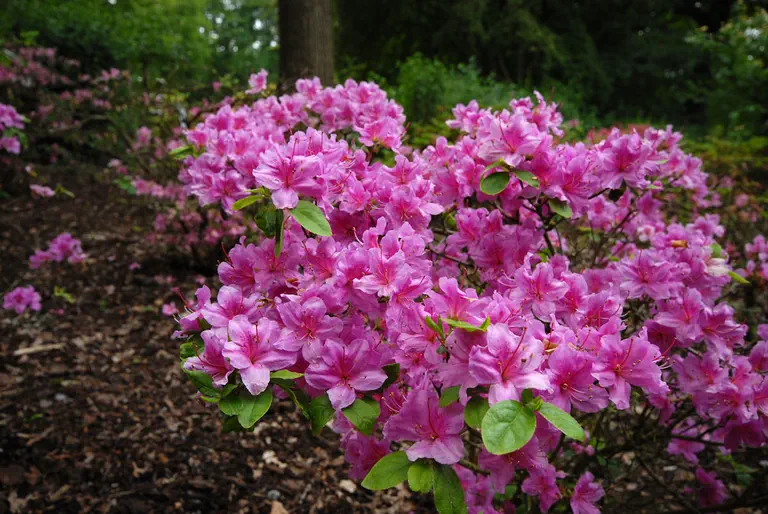 Photo of R. 'Violet Longhurst', Evergreen Azalea Hybrid
