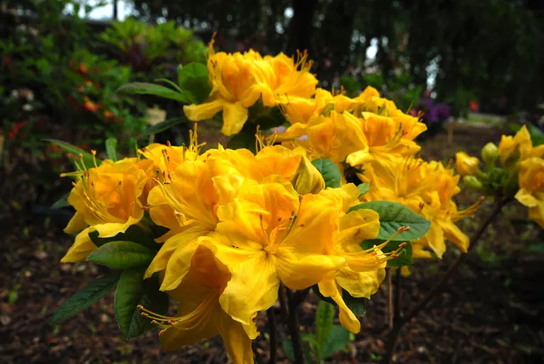 Photo of R. 'Hugh Wormald', Deciduous Azalea Hybrid