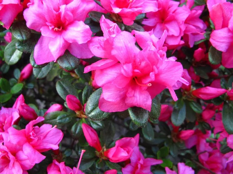 Photo of R. 'Rosalinda', Evergreen Azalea Hybrid