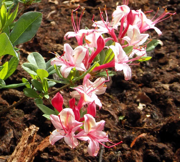 Photo of R. 'Midsummer Mermaid', Deciduous Azalea Hybrid