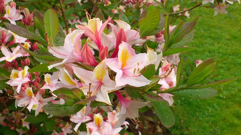 Photo of R. 'Tage Buus', Deciduous Azalea Hybrid