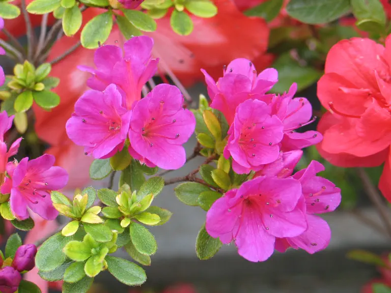 Photo of R. 'Takako', Evergreen Azalea Hybrid