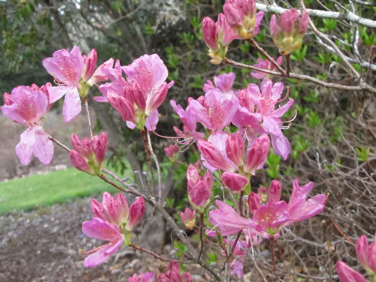 Photo of R. 'Cézanne', Deciduous Azalea Hybrid