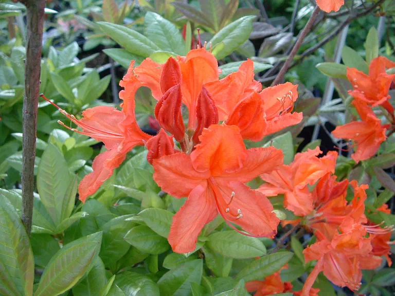 Photo of R. 'Tanager', Deciduous Azalea Hybrid