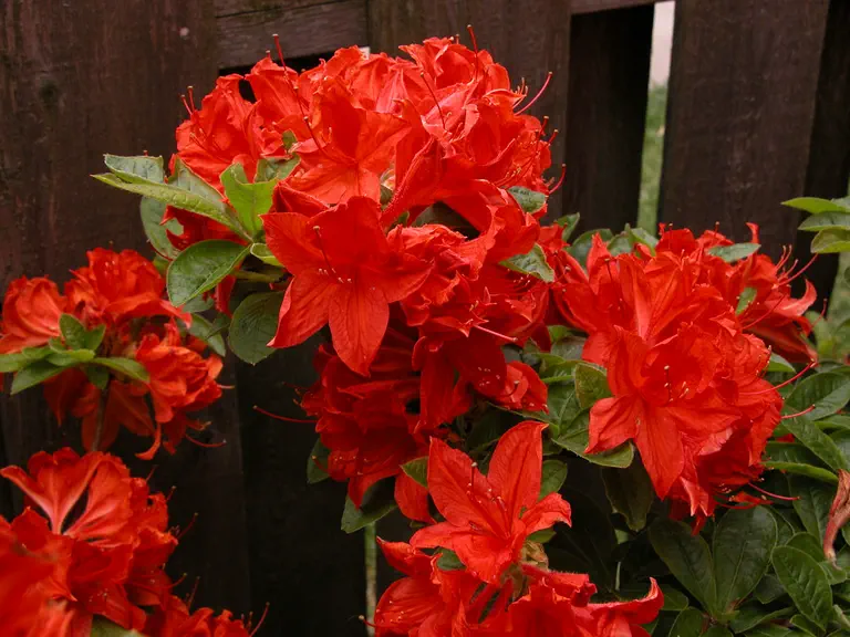 Photo of R. 'Tang', Deciduous Azalea Hybrid