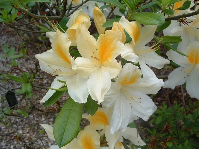 Photo of R. 'Calder', Deciduous Azalea Hybrid