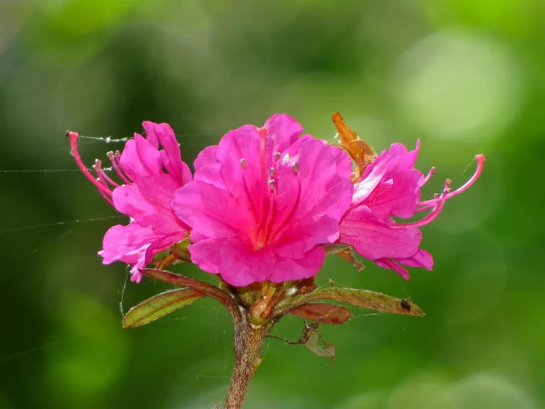 Photo of R. 'Caldwellii', Evergreen Azalea Hybrid